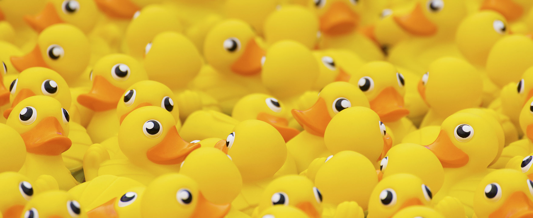 Pawcatuck River Duck Race