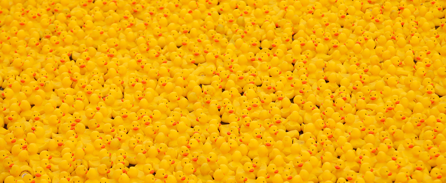 Pawcatuck River Duck Race